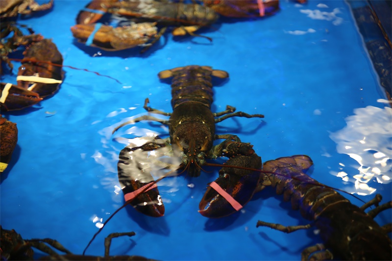 天然海水养殖海鲜